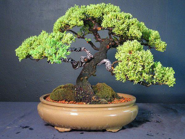 Bonsai perustuu kiinalaiseen katajaan