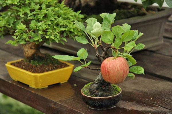 Bonsai fa - hogyan lehet otthon nni magokbl, gondozsbl, talajbl,  videbl
