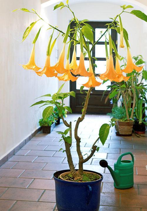 brugmansia huoneen olosuhteissa