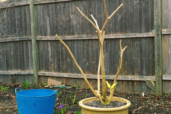 brugmansia ennen lennolle nousua