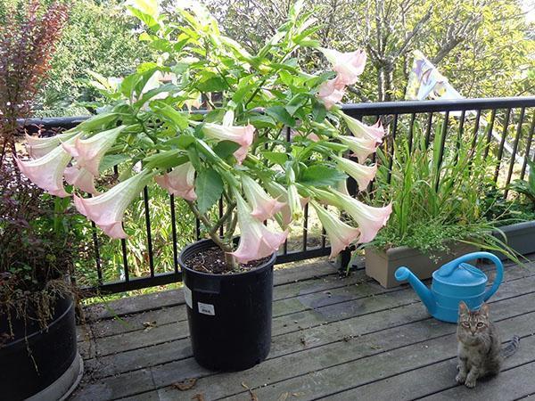 kukkiva nuori brugmansia