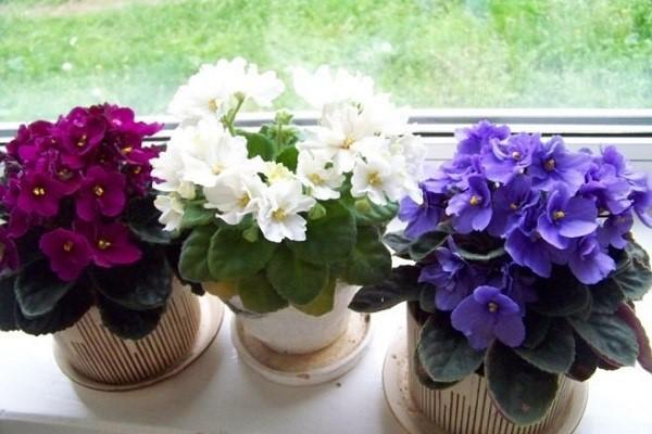 violetit kukkivat