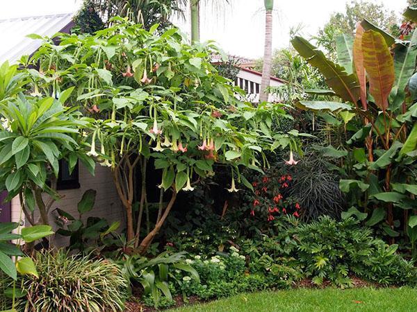 brugmansia-puu avoimella kentällä