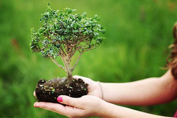 bonsai - puu pienoiskoossa