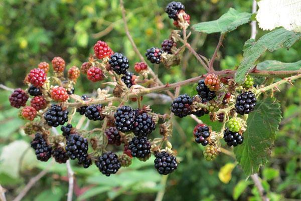 Jättimäinen karhunvatukka (Rubus armeniacus)