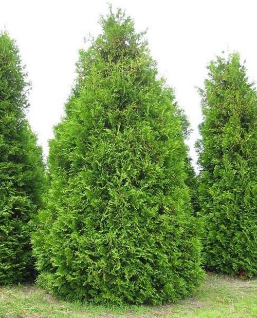 thuja Brabantin kruunun muoto