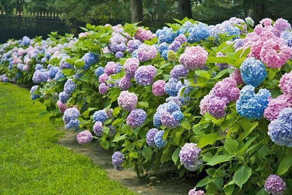 Hortensia suojauksena