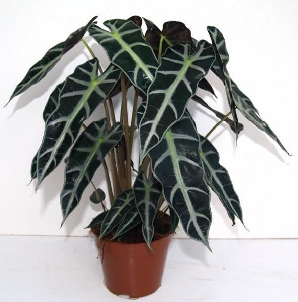 hauras alokasia