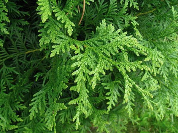 neulat Thuja Brabantia
