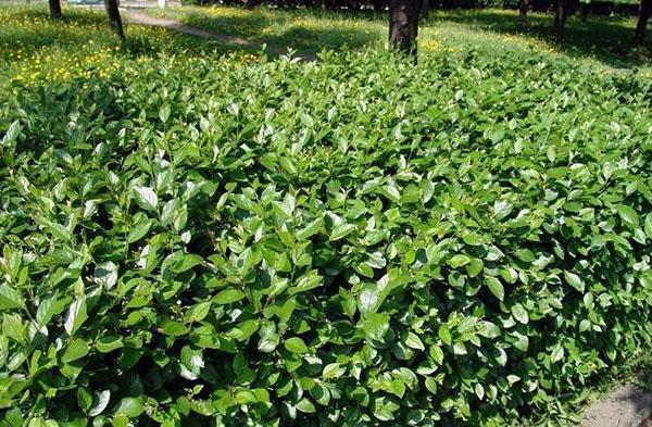 cotoneaster kiiltävä kuin suojaus
