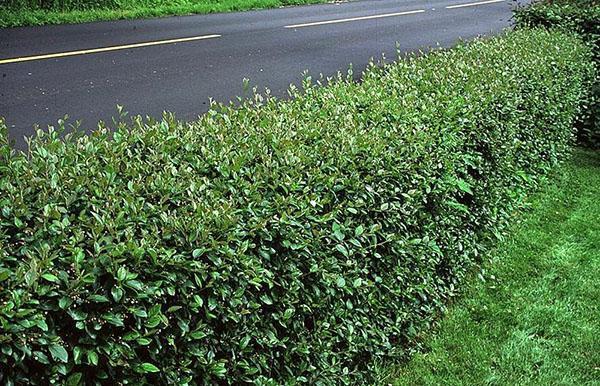 cotoneaster kiiltävä reitin varrella