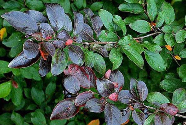 kaunis lehtineen cotoneaster loistava