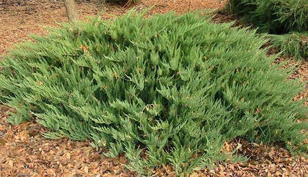 kataja Tamarischifolia-lajike