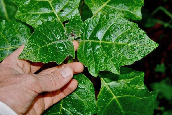 Brugmansia sanguinea -lajin kasvin nuoret lehdet