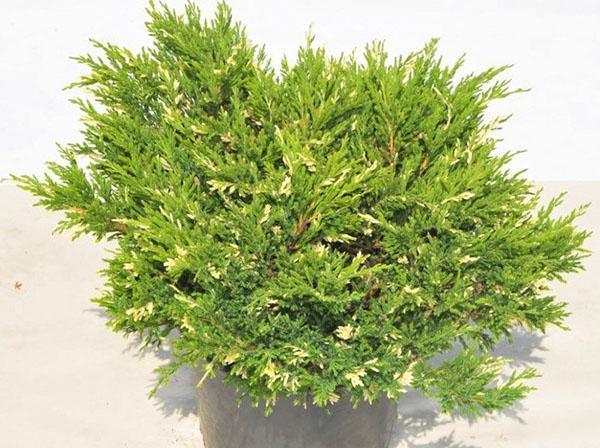kataja andorra variegata