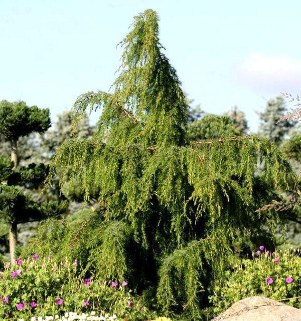 Kataja tavallinen Oblonga Pendula