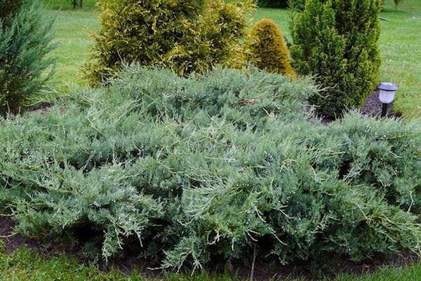 kataja virginiana Harmaa pöllö