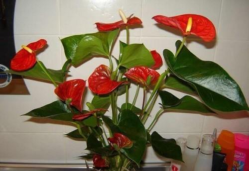 Anthurium kukkii runsaasti