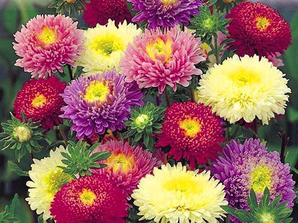 vuotuinen aster