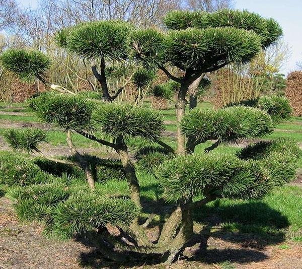 alkuperäinen bonsai-mänty