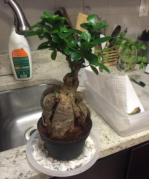 Bonsai ficus Benjamin ili Microcarpa, uradi sam, kuna njega, oblikovanje,  transplantacija, video