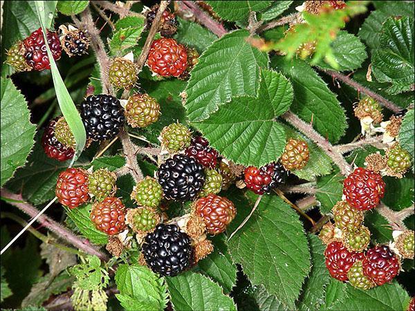 Ruusunmarjan (Rubus fruticosus) kypsyvät marjat