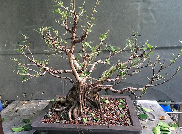 mikawa yatsubusa bonsai Acer palmatum Mikawa Yatsubusa – The Maple Nursery main image 1