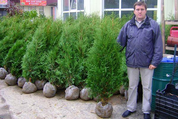 Thuja western Brabant - planting and care, difference from thuja Smaragd,  use in landscape design, photo video