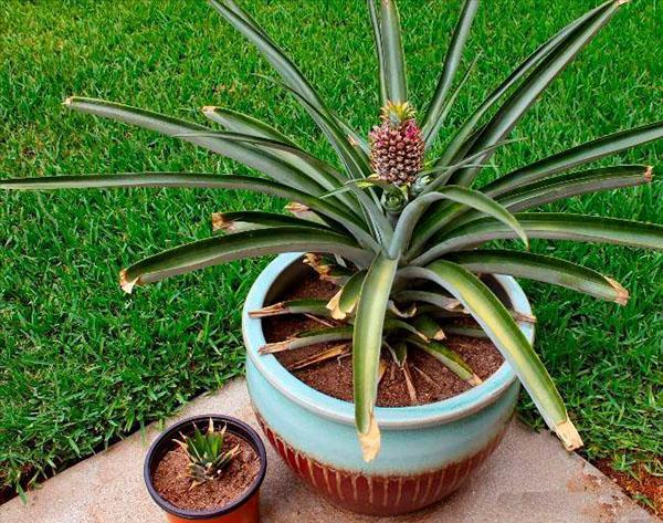 kasvaa ananas potissa