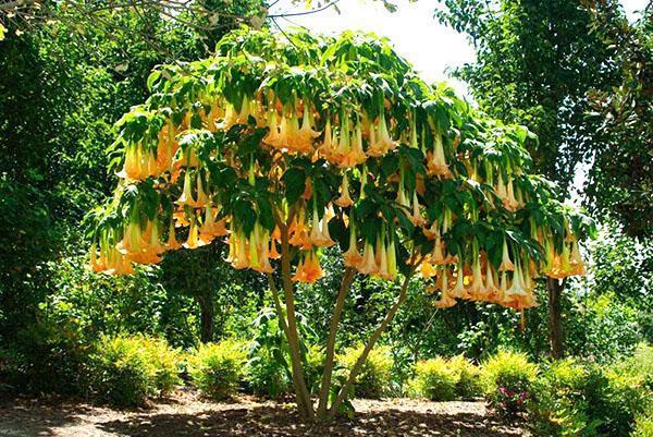 puutarha brugmansia kukassa