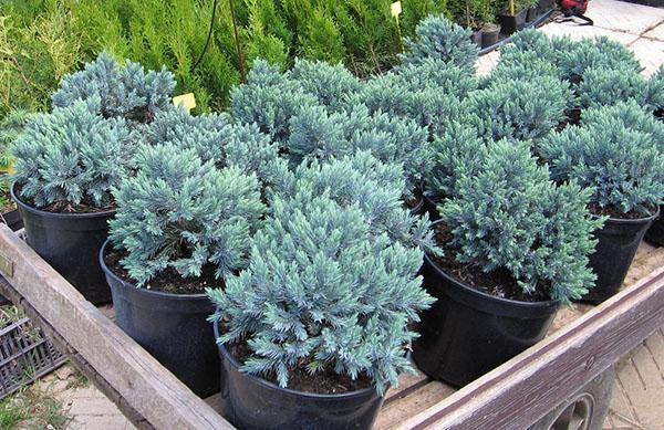 katajan taimet Blue Star