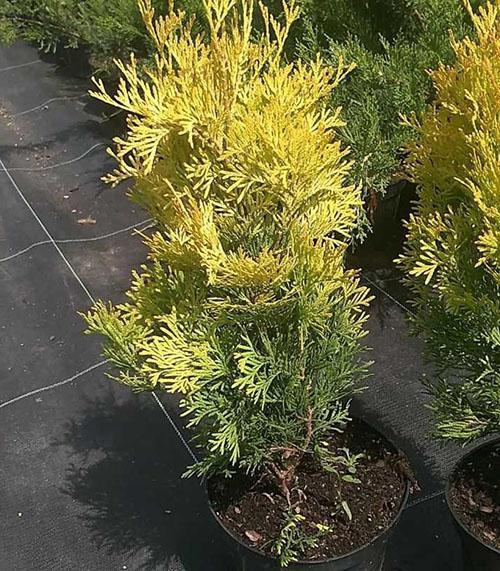 thuja-taimet taimitarhasta