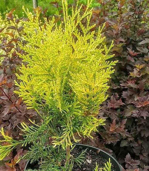 artificial wisteria UV Resistant Artificial Wisteria Stems main image 0