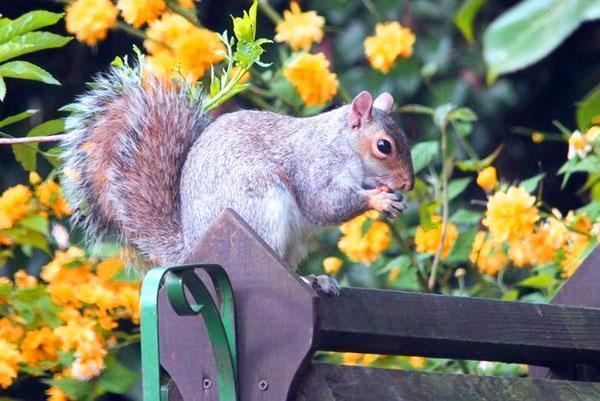 orava rakastaa hedelmiä, vihanneksia ja kukkia