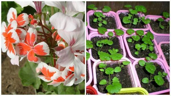 lajikkeen geranium siemenistä
