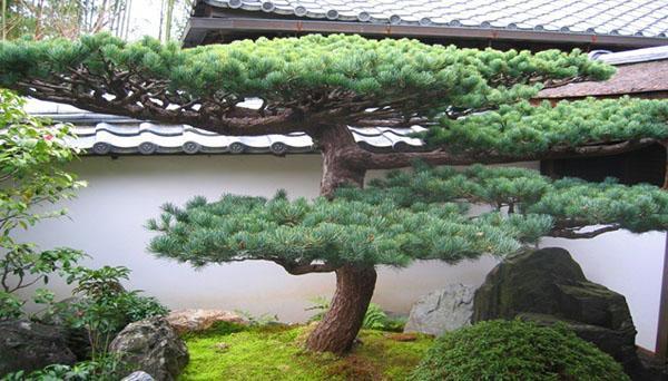 mänty bonsai heidän kesämökissään