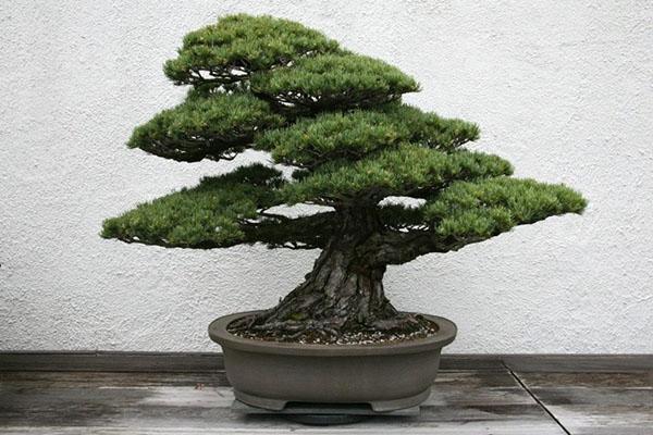 mänty bonsai