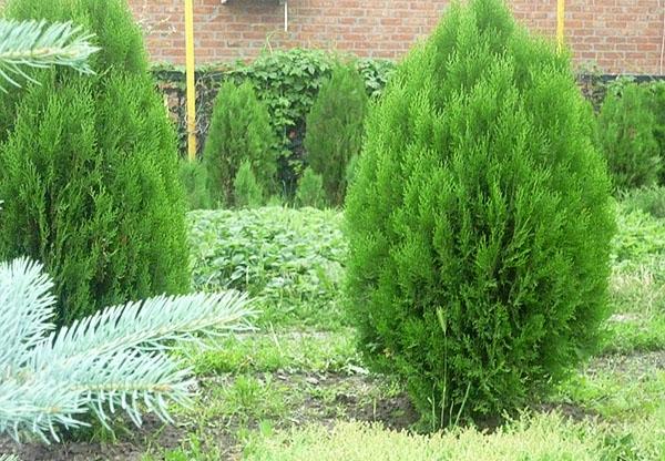 thuja Länsi-Brabant