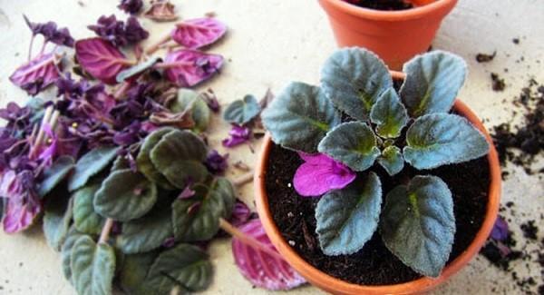 alennettu violetti kaupassa