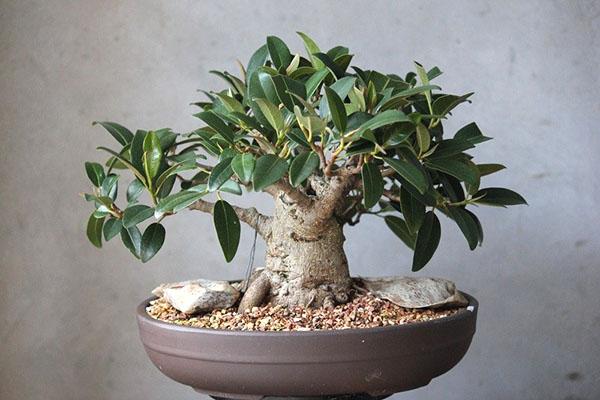 bonsai ficuksen hoito