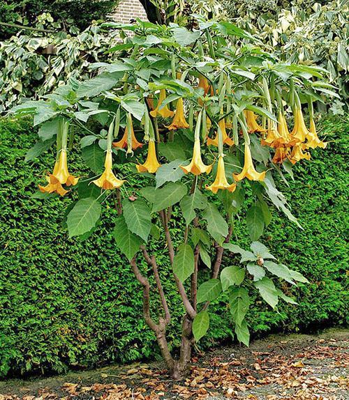 eksoottinen brugmansia maassa