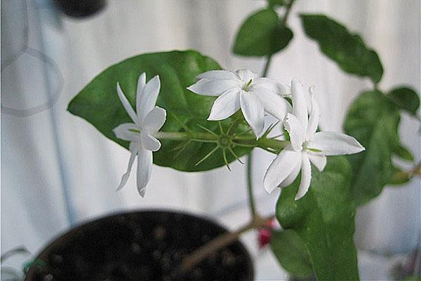 jasmiini Intian kauneus