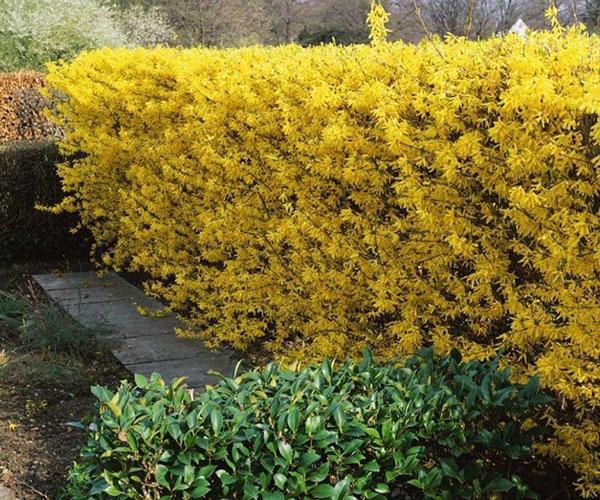 forsythia-suojaus