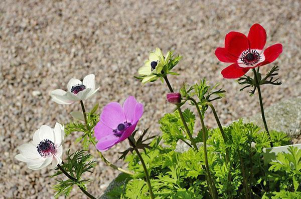 eri lajikkeiden anemoneja
