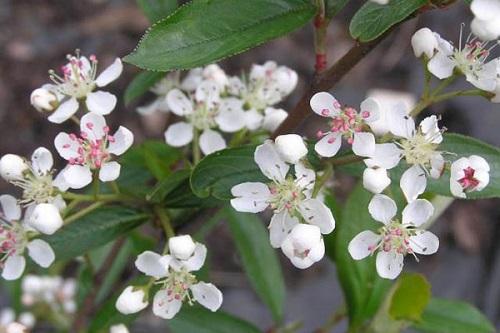 aronia kukkii