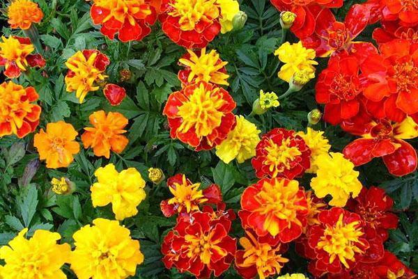 marigolds eri lajikkeita