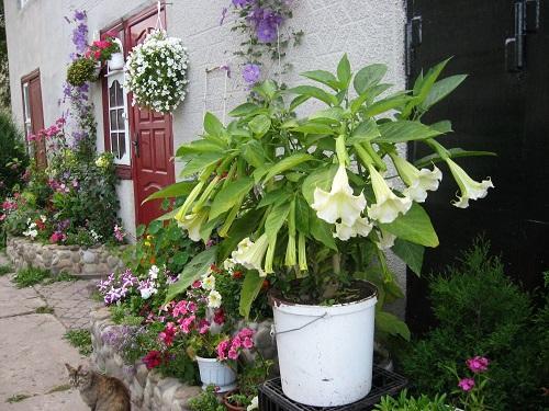 brugmansia potissa