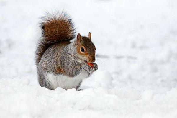 orava lumessa