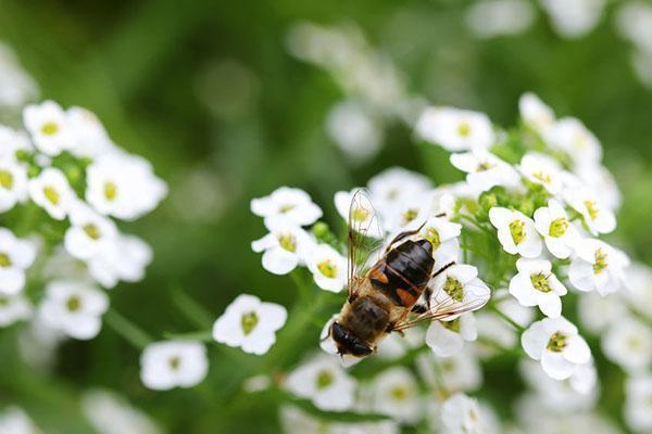 lumivalkoinen alyssum