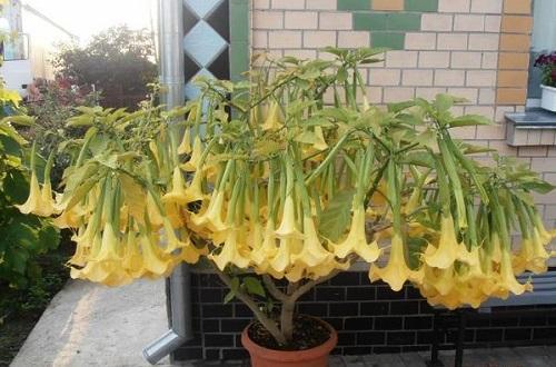 kukkiva brugmansia